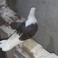 پرشی