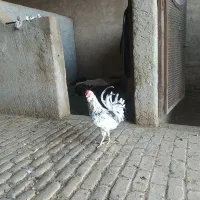 خروس گلین فول کیفیت مجموعه داری
