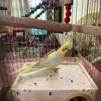 فروش عروس هلندی نر و ماده