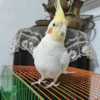 طوطی سخنگو
