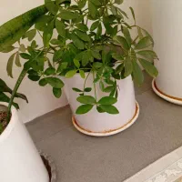 گل و گیاه