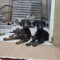 سگ دو بر من