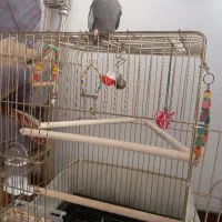 عروس هلندی اهلی 5ماهه نر سخنگو همراه با قفس تمیز