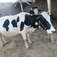 دوتا گاو با گوساله های نربه فروش میرسن