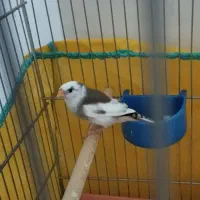 ۴عدد فنچ