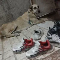 ماده‌ سراب