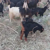 فروش بز کهره دار