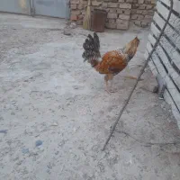خروس|لوازم جانبی حیوانات|خاش, |دیوار