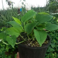 فروش پتوس و گندمی و ....