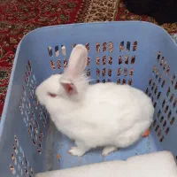 خرگوش باهوش