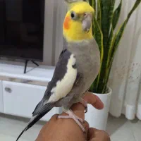 عروس پنج ساله.کاملا رام و فول دستی تو خونه ازاده