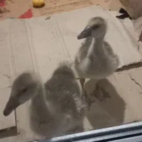 جوجه غو غاز  یک ماهه