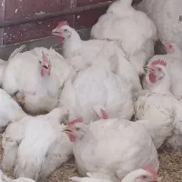 مرغ زنده گوشتی