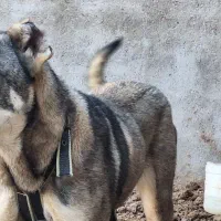 توله ماده عراقی توله جک نوه قصاب فروشی