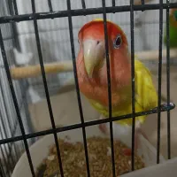 کوتوله و عروس