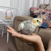 عروس هلندی