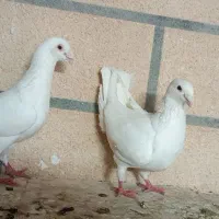 جفت هومر با یک جوجه دونخور