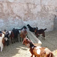 18 عدد کره نر دو رگه