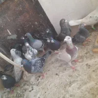 کفتر ۱۴