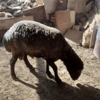 قوچ گوسفند بره زنده