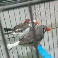 فنچ بالغ دوتاش ماده و یکیش نر هست