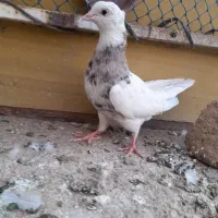 کبوتر طوقی،پرشی