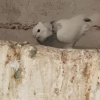 طوقی