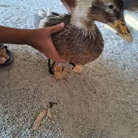 دو عدد اردک ماده