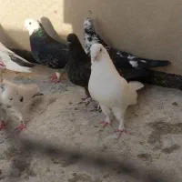 کبوتر پرشی به شرط