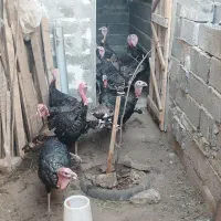بوقلمون برنزه سینه پن ۸ماه
