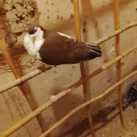 پرنده