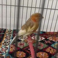 قناری تازه ازلک دراومده کوتاه بلند میخونه