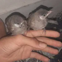جوجه قناری دستی