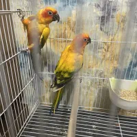 خورشیدی گرینجیک