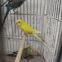 مرغ عشق