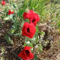 باغ-انگور-ی-هکتار-قطره-ای-با-بازدهی