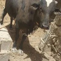کشتار فردا سه شنبه زهک