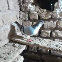 قیمت تعاونی بدرنک