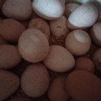 تخم نطفه دار بوقلمون