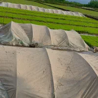 بانک نشاء به روش سنتی