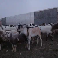 نر بز اشکاری