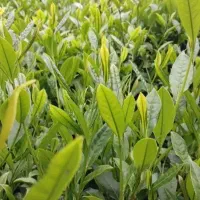چای بهاره لاهیجان