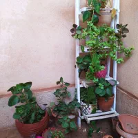 حراج گل های مختلف