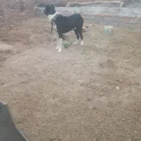 حیوان گله درشت