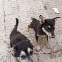 سگ 3ماهه