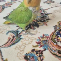 طوطی برزیلی نر