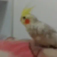 پرنده