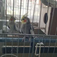۳عدد عروس هلندی نر سخنگو و ماده دستی ۶عدد تخم دارد