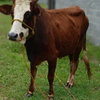 گاو چالوسی ۷ ماه حامله