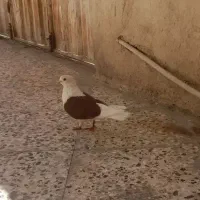 کبوتر رنگی فروش و معاوضه